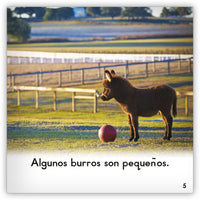 El burro from Zoozoo Mundo Animal