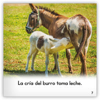 El burro from Zoozoo Mundo Animal
