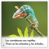 Zoozoo Mundo Animal Set 4 (6-Packs)