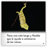 Zoozoo Mundo Animal Set 4 (6-Packs)