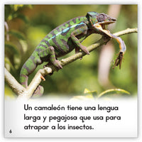 Zoozoo Mundo Animal Set 4