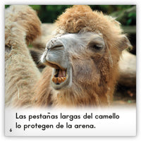 El camello from Zoozoo Mundo Animal