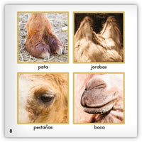 El camello from Zoozoo Mundo Animal