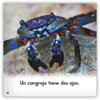 El cangrejo from Zoozoo Mundo Animal