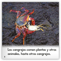 El cangrejo from Zoozoo Mundo Animal