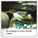El cangrejo from Zoozoo Mundo Animal