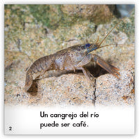 El cangrejo del río