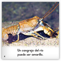 El cangrejo del río