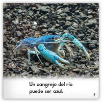 El cangrejo del río