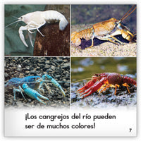 El cangrejo del río