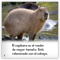 El capibara