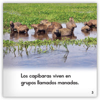 El capibara