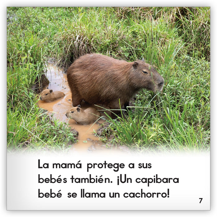 El capibara