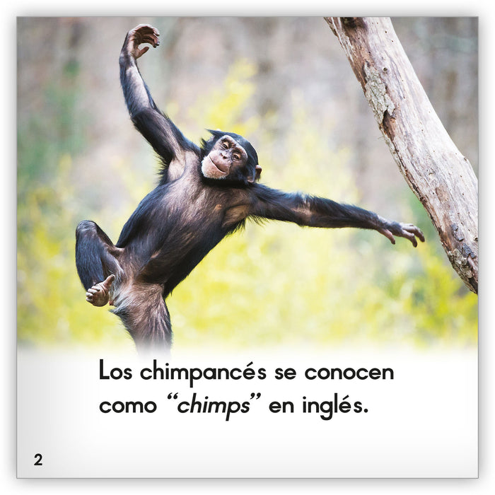 El chimpancé from Zoozoo Mundo Animal