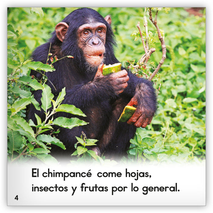 El chimpancé from Zoozoo Mundo Animal