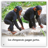 El chimpancé from Zoozoo Mundo Animal