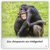 El chimpancé from Zoozoo Mundo Animal