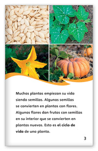 El ciclo de vida de una planta from Fábulas y el Mundo Real