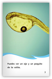 El ciclo de vida del pez from Fábulas y el Mundo Real