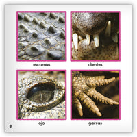 El cocodrilo from Zoozoo Mundo Animal