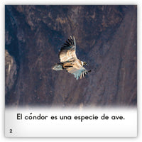 El cóndor from Zoozoo Mundo Animal