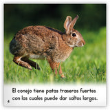 El conejo from Zoozoo Mundo Animal