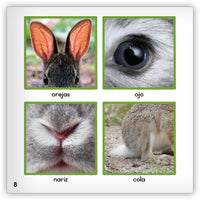 El conejo from Zoozoo Mundo Animal