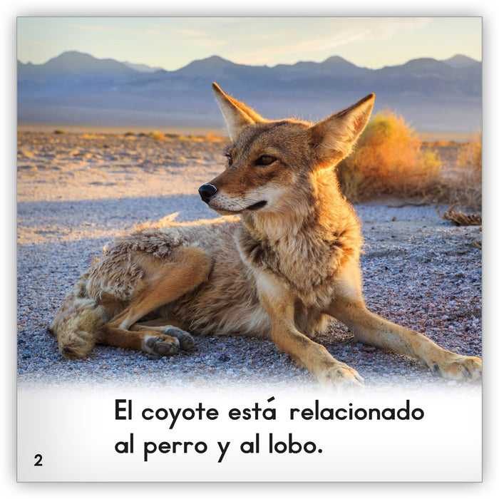 El coyote from Zoozoo Mundo Animal