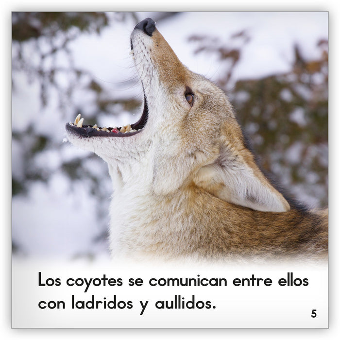 El coyote from Zoozoo Mundo Animal