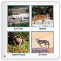 El coyote from Zoozoo Mundo Animal