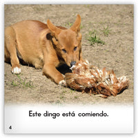 El dingo