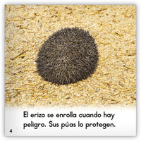 El erizo from Zoozoo Mundo Animal