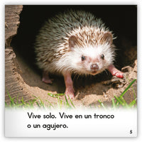 El erizo from Zoozoo Mundo Animal