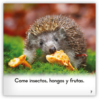 El erizo from Zoozoo Mundo Animal