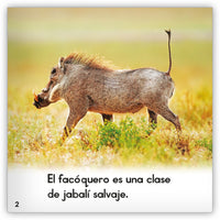 El facóquero from Zoozoo Mundo Animal