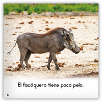 El facóquero from Zoozoo Mundo Animal