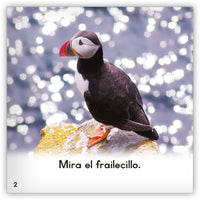 El frailecillo from Zoozoo Mundo Animal