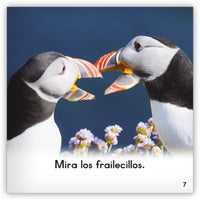 El frailecillo from Zoozoo Mundo Animal