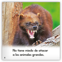 El glotón from Zoozoo Mundo Animal