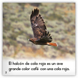 El halcón de cola roja from Zoozoo Mundo Animal