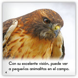El halcón de cola roja from Zoozoo Mundo Animal
