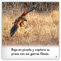 El halcón de cola roja from Zoozoo Mundo Animal