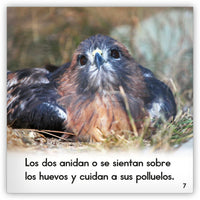 El halcón de cola roja from Zoozoo Mundo Animal