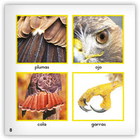 El halcón de cola roja from Zoozoo Mundo Animal