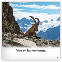 El íbice from Zoozoo Mundo Animal