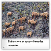 El íbice from Zoozoo Mundo Animal