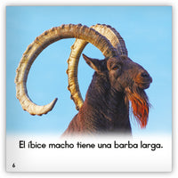 El íbice from Zoozoo Mundo Animal