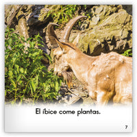 El íbice from Zoozoo Mundo Animal