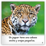 El jaguar from Zoozoo Mundo Animal