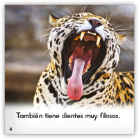 El jaguar from Zoozoo Mundo Animal